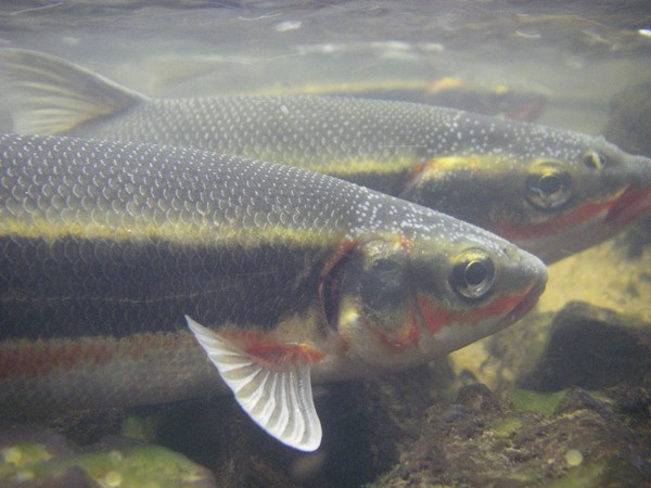 Peamouth fish arrive in Bellevue streams in the months of April and May.