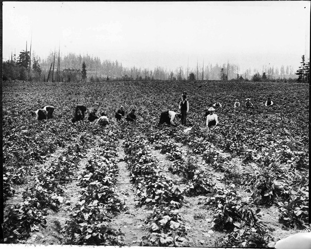 Strawberry field at the Warren farm