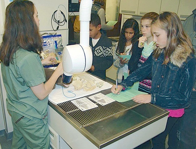 More than 50 children got an up-close look at veterinary medicine during an afternoon tour Dec. 13 at Loyal Family Veterinary Hospital in Bellevue. The event included four educational stations set up on surgery