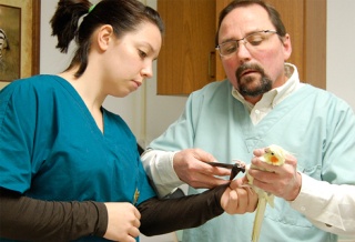 Dr. Bruce Singbeil of the Bellevue Center of Veterinary Medicine works on Kramer