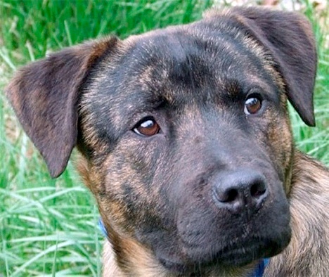 Three-year-old Clay is a handsome pitbull/chow chow mix who walks very well on a leash and listens to your commands very well. Clay loves to fetch or play with squeaky toys. Watch his   video. Come and meet Clay today at King County Animal Care and Control - Eastside Pet Adoption Center