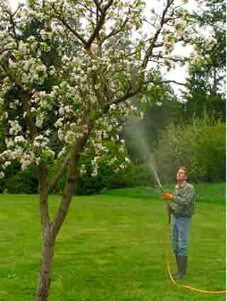 Jim Hepper sprays compost tea on a tree.