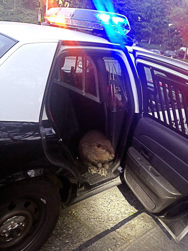 Police had to escort a wandering beaver from the Chick-fil-A parking lot back to its habitat seven blocks away on Tuesday.