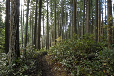 Bridle Trails State Park along 132nd Ave. NE near NE 54th Place.