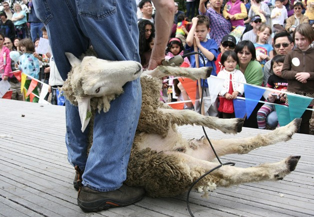 Al Schwider sheers a sheep for an audience at Kelsey Creek Farm April 28. The truck to sheering is to make sure the sheep's hooves don't touch the ground.