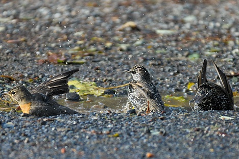 A trio of birds bathe in a rain puddle at Newport Hills Park in Bellevue on Wednesday
