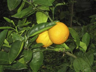 Oranges are growing in the backyard of Bill and Audrey Ponten of Bellevue. The couple’s daughter gave then a tree several years ago and while it always has blossomed