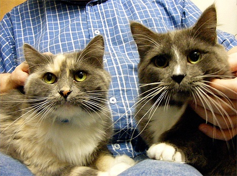 Daisy and Donald are adorable 1-year-old siblings who were very shy when they first arrived at our shelter. After a month