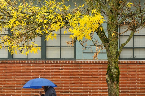 A pedestrian shields the rain with an umbrella as wind strips the fall color from the trees along Northeast 10th Street near 102nd Avenue Northeast in downtown Bellevue on Wednesday.
