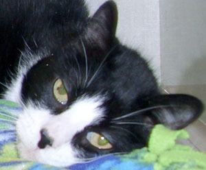 Lucky is a Nine-year-old male Tuxedo cat. He is very friendly and outgoing. He loves to be held and having his head scratched. He even has learned to walk on a leash. You can find Lucky in the Adoption Center at Petco at Crossroads Bellevue Mall