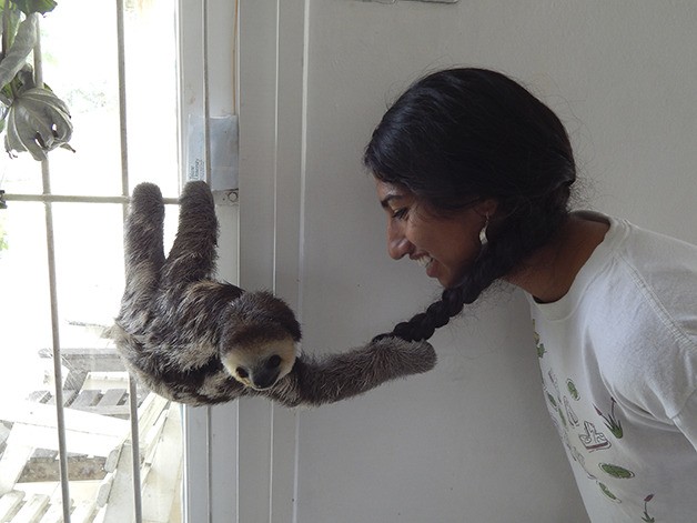 Baby sloth Lucas with Sarathy at Monique Pool's sanctuary in Suriname.