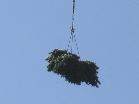 A helicopter airlifts marijuana from a growing operation at Taylor Mountain