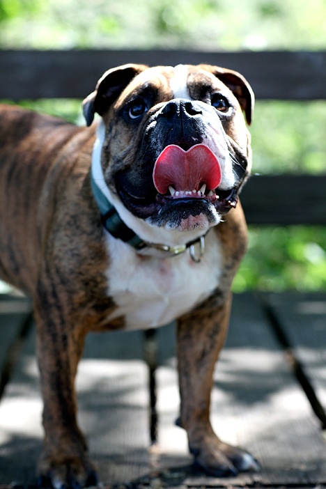 Charlie Brown and his bright pink tongue will be part of a fundraiser for the Bellevue-based Seattle Humane Society.