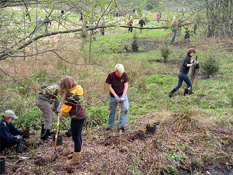 Volunteers clean up and plant areas of Lewis Creek Park in Lakemont as part of the city of Bellevue's Earth and Arbor days activity on April 17.