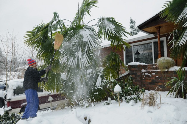Kathryn Luster knocks snow and ice from the palm trees in her front yard along 7th Place near Kelsey Creek Farm in Bellevue on Tuesday afternoon.