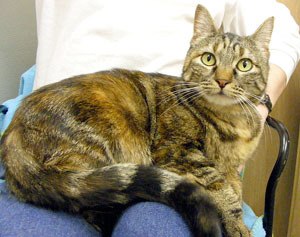 Five-year-old Kik was surrendered by her people due to landlord issues. Her owner says she is a calm gentle cat with great manners
