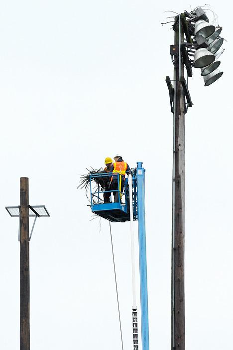 Workers from Davey Tree Expert Company in Bellevue move an osprey nest from an existing light pole to a new pole and platform dedicate to the large raptor at Hidden Valley Park in Bellevue on Monday.