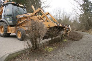 Daniel Berger guides the scoop of a loader that is being used to dig out plants at the entrance to Kelsey Creek Park on Friday