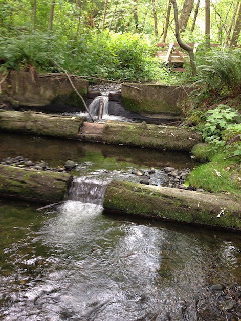 The city is replacing fish weirs in Newport Creek with a roughened stream channel to help migrating fish move upstream