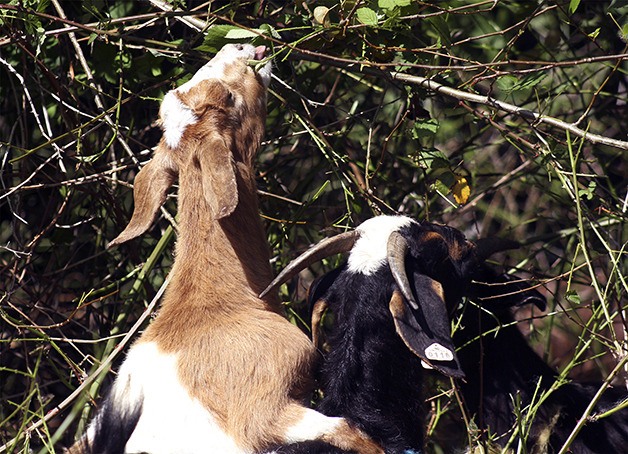 Don Cruickshank needed to clear a bevy of blackberry bushes from the backyard of a Crossroads home he's renovating. He called The Goat Lady in Duvall and on Friday