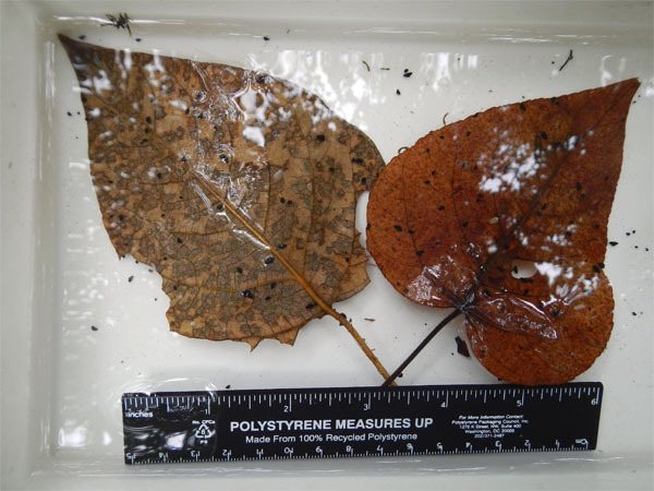 The effects of New Zealand mud snails can be seen on the leaves above.