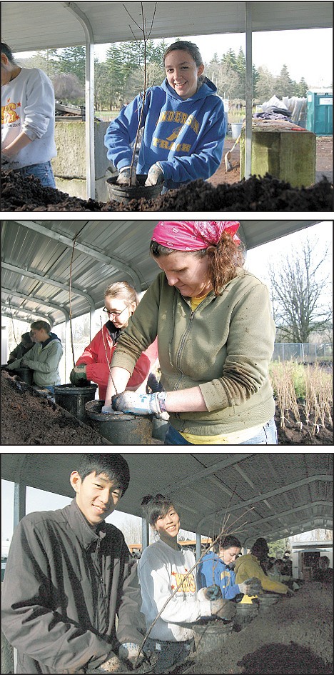 Top: University of Washington freshman Alexandra Colley was happy to get her hands dirty for the Mountains to Sound Greenway on Martin Luther King Jr. Day