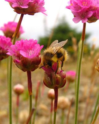 Bellevue artist Emily LaCroix-Axinte is on a quest to find and photograph all of Washington's wildflowers.