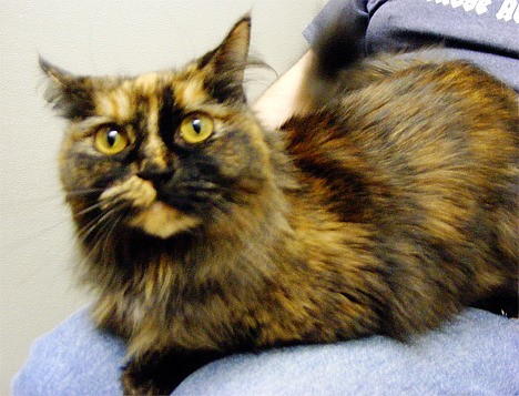 Dahlia is a total lap cat who wants nothing more than to be purring on your lap. This gorgeous 2-year-old Tortoiseshell loves being petted and brushed. She has a shy side with new people and environments
