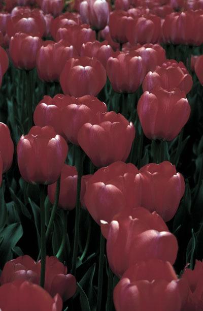 Tulips bloom after crocuses and daffodils.