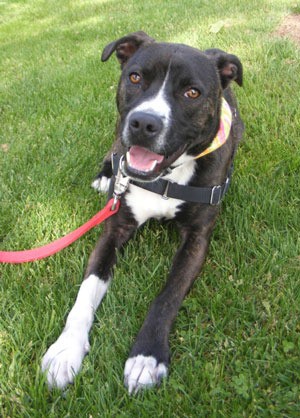 One-year-old Mason is a cute pitbull mix who loves going for long walks or jogging with you. He is also calm