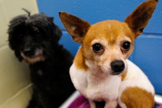 Seattle Humane Society Sees Uptick In Abandoned Pets Amid Bad Economy Bellevue Reporter