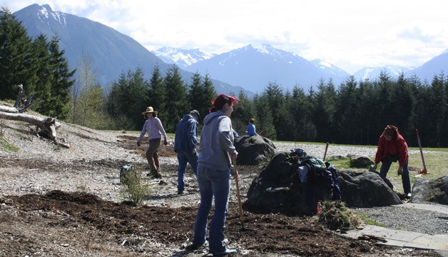 A group of more than 60 volunteers dig out weeds to prepare for planting of flowers at Snoqualmie Point Park at Friends of the Forest Day Saturday.