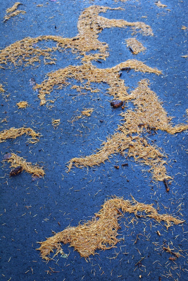 Looking like a petrograph on a wall