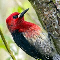 Red-breasted Sapsucker spotted at Lake Sammamish State Park.