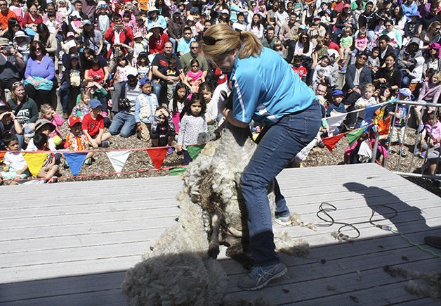 A woman shears a sheep on April 30