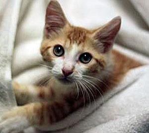 Meet Simon. He’s a 3-month old orange and white tabby kitten with a heart-warming purr and a playful personality.  All dogs and cats at the Seattle Humane Society have been spayed/neutered