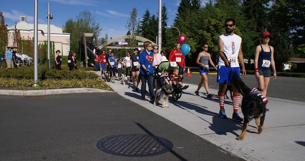 Dogs of all sizes lead their people an a walk through Bellevue streets Friday