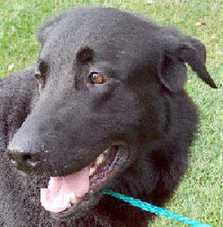 Pet of the Week Bono loves to play ball, take walks