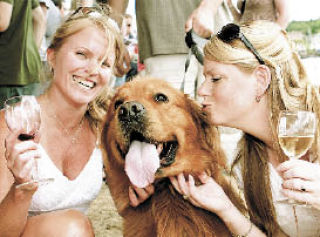 A golden retriever enjoys the attention at last year’s Kirkland Uncorked festival at Marina Park
