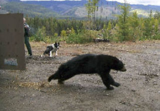 Mishka barks and Fish and Wildlife Officer Bruce Richards (obscured by trap door) fires a beanbag shot at a relocated bear during a ‘hard release’ last fall.