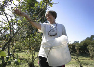 Carol Druse picks blueberries at Larsen Lake Blueberry Farm