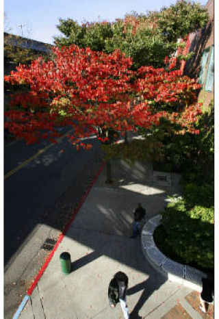 Fall begins its magic of turning leaves from green to bright colors on this tree at Bellevue Square on Friday