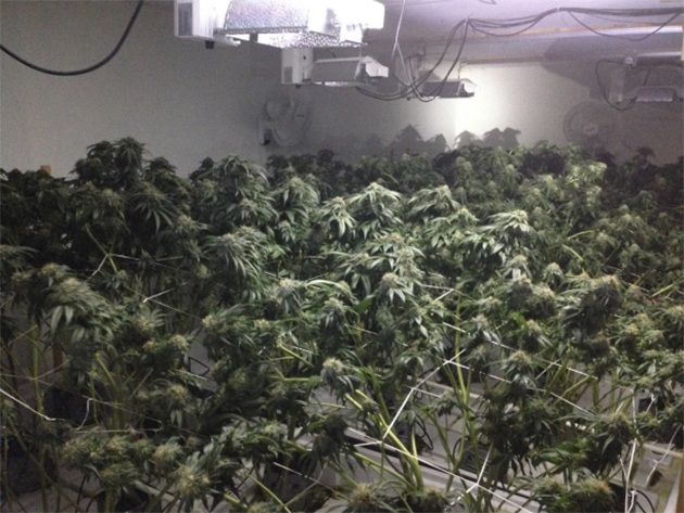 The scene of an illegal residential marijuana growing operation uncovered in Bellevue on March 21.