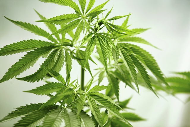 Close-up of Marijuana Plant