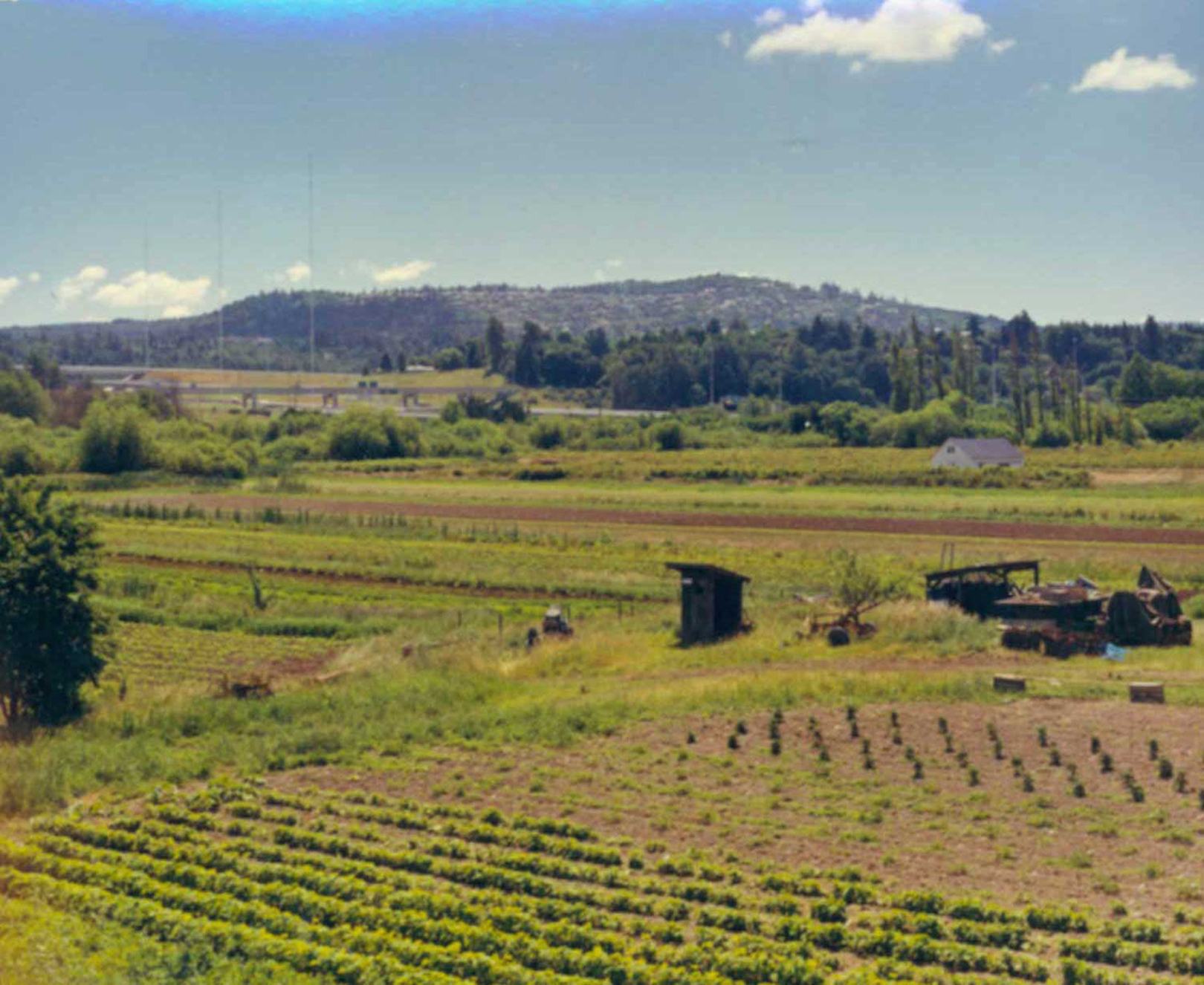 Andrew Balatico's farm in Bellevue. Photo courtesy of the Eastside Heritage Center