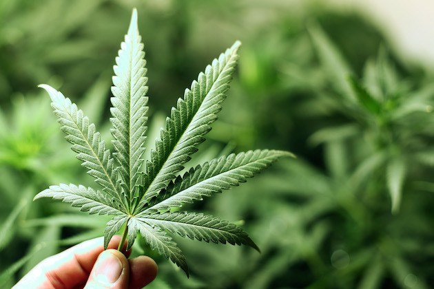 Marijuana retailer approved for Factoria neighborhood in Bellevue