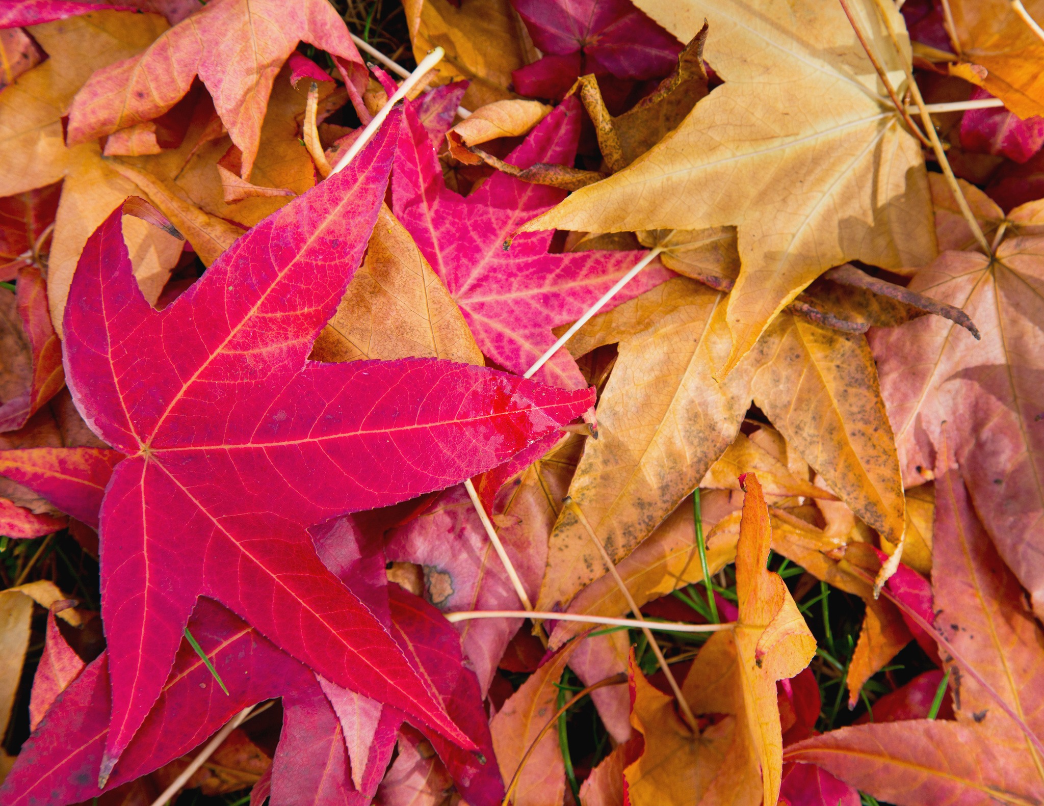 A close-up shot of fallen of autumn leaves carpeting the ground. Contributed photo