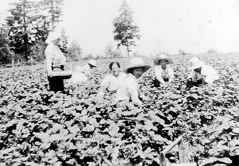 The Takeshita strawberry farm near Lake Bellevue