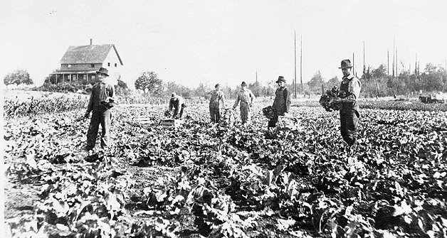 The Aries family harvesting lettuce at their Larsen Lake farm