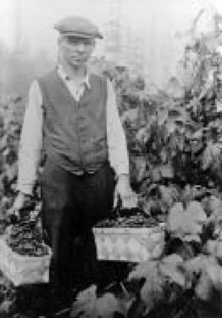 Adolph Hennig in his vineyard